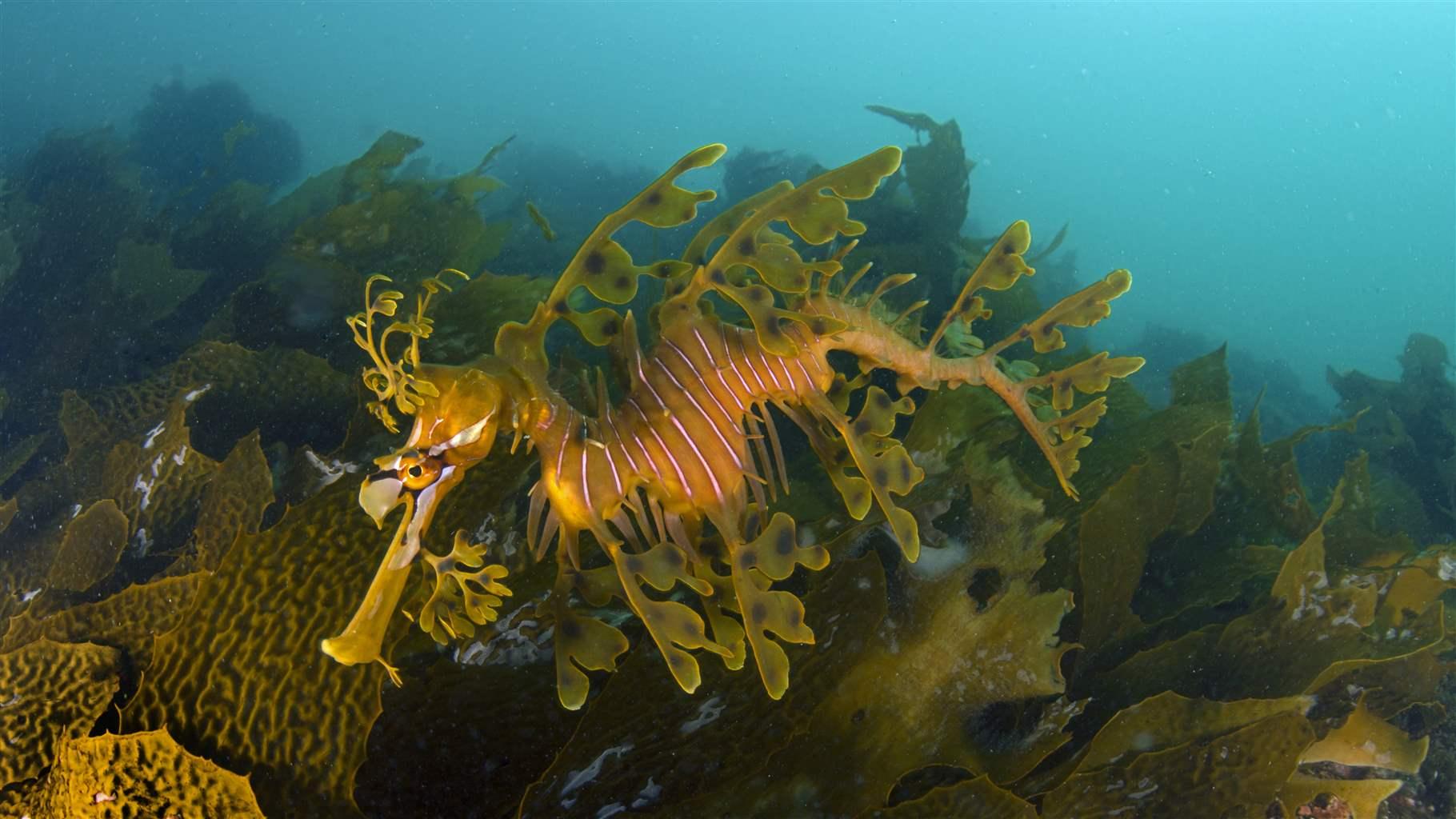 Leafy green and yellow sea dragon swimming over a patch of kelp.