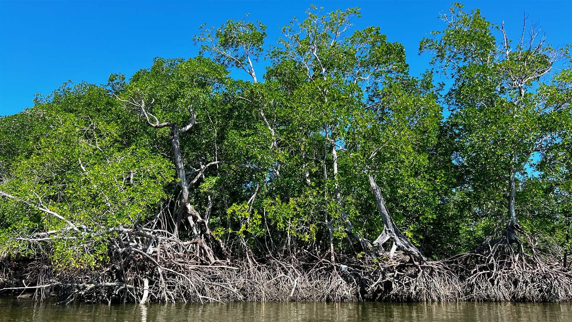 The above-ground roots of a cluster of mangroves prominently reach out of the water and are reflected on the water’s surface.