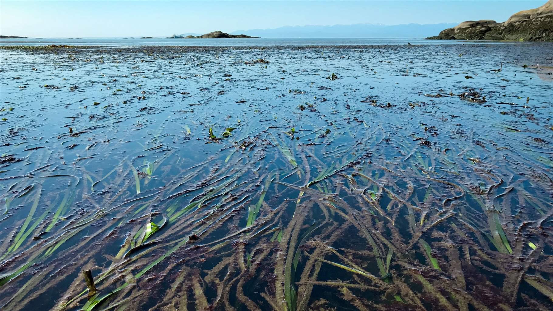 A closeup of underwater vegetation, bordered by a rocky coastline, with mountains and a blue sky in the background.