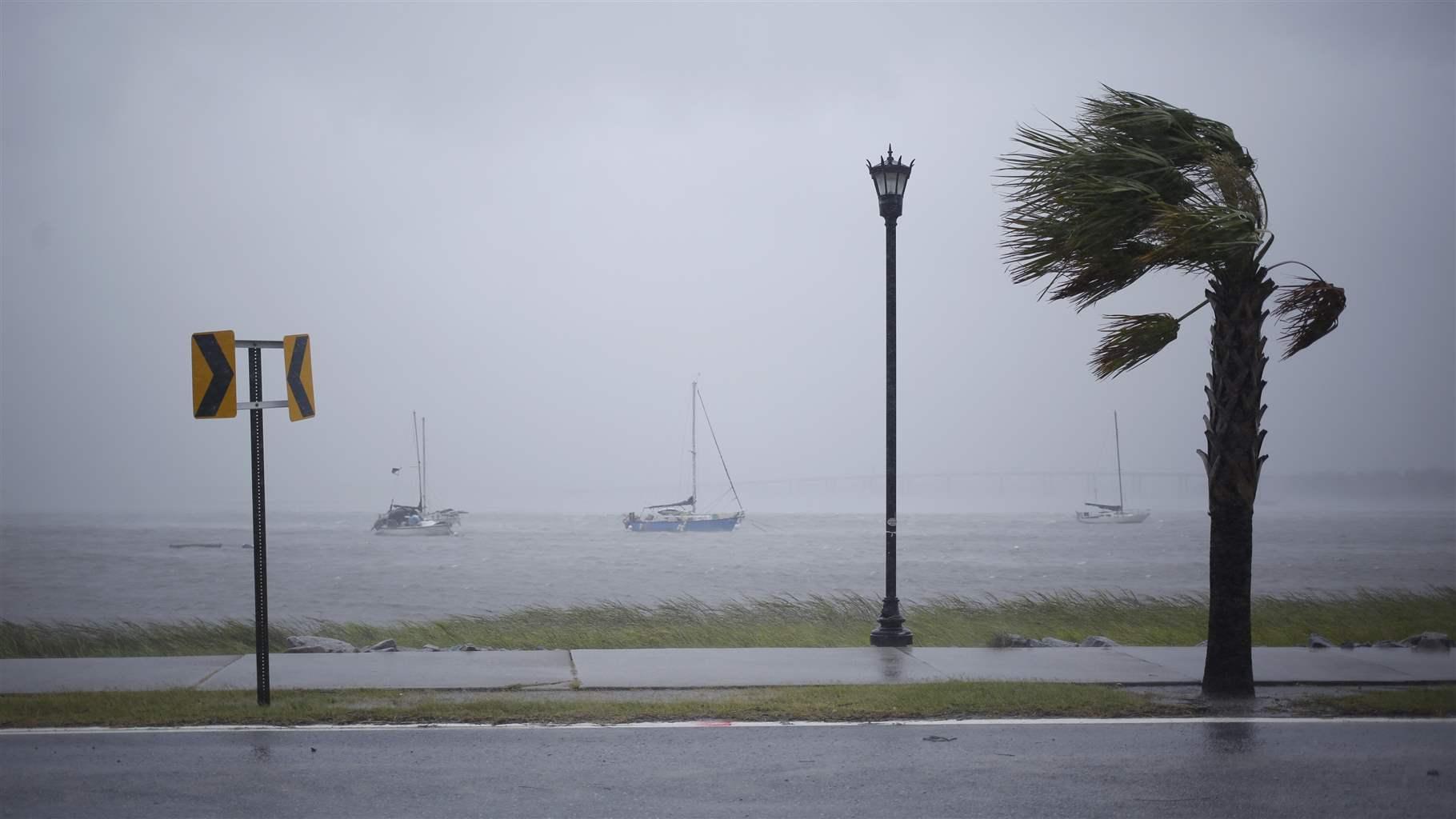  View from the street of three sailboats on the water during a hurricane. A sidewalk runs along the shore and a wind-blown palm tree is on the right.