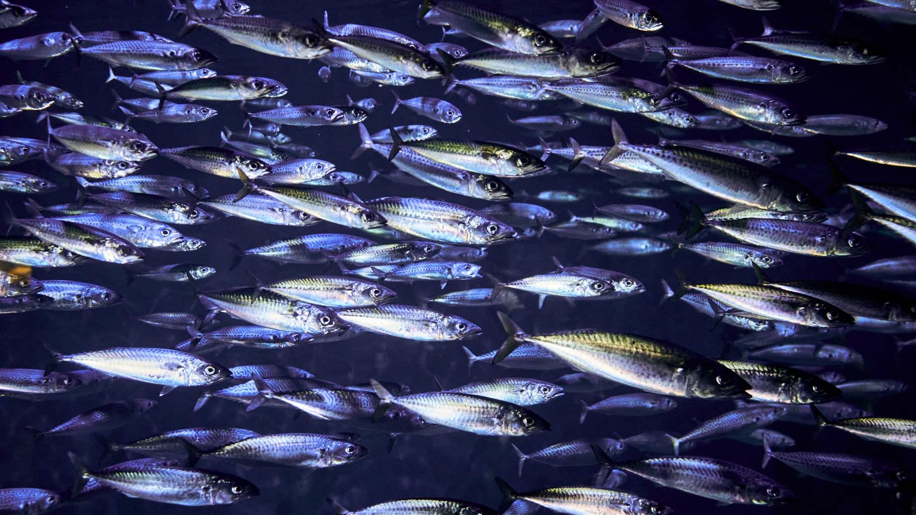 A large school of silvery mackerel swims on a dark blue background.