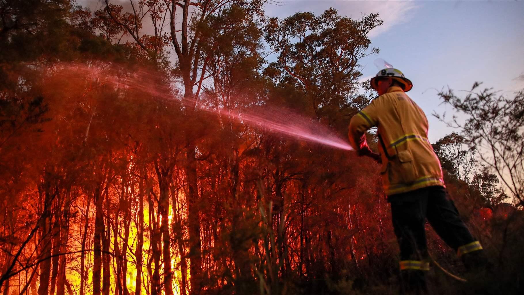 A firefighter holds a hose blasting water toward trees engulfed in flames.