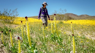 A person in a gray hat walks through a field of yellow flowers.