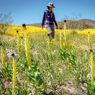 A person in a gray hat walks through a field of yellow flowers.
