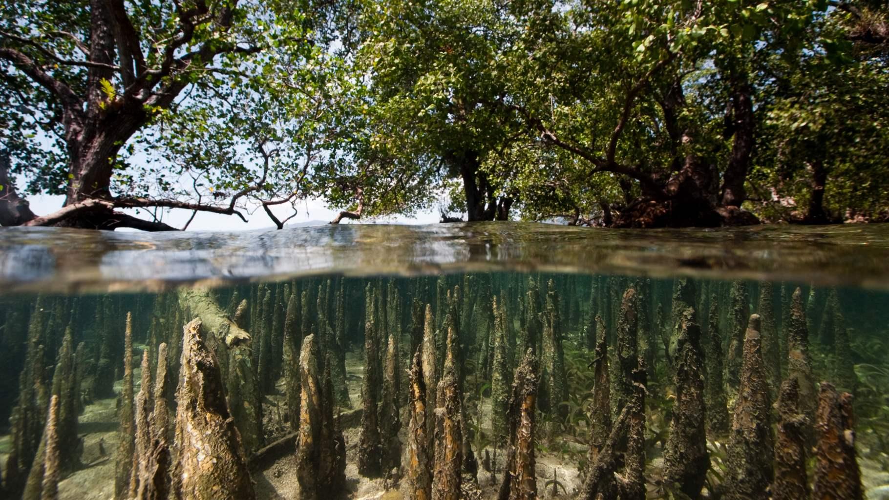 The water level rises above a group of mangroves during high tide, with submerged trees sharply visible in the clear water. Taller trees rise above the water surface in the background.