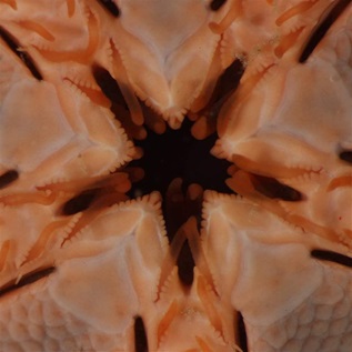 A close-up of the mouth of a brittle sea star is orange against the black of the deep ocean.