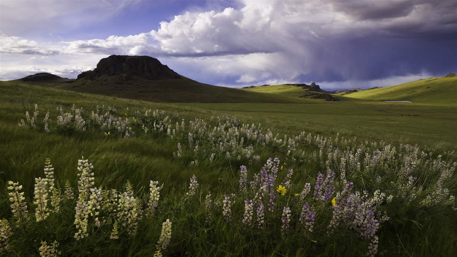 Long yellow and purple blooms fill a meadow with a rocky plateau and gently rolling hills in the distance under a blue sky. 