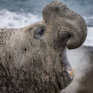  A closeup of the face of an elephant seal, with waves crashing in the background.
