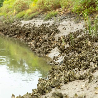 Green water runs beside a mud bank, which it peppered with oyster shells. Higher up from the water the bank is covered with green vegetation. 