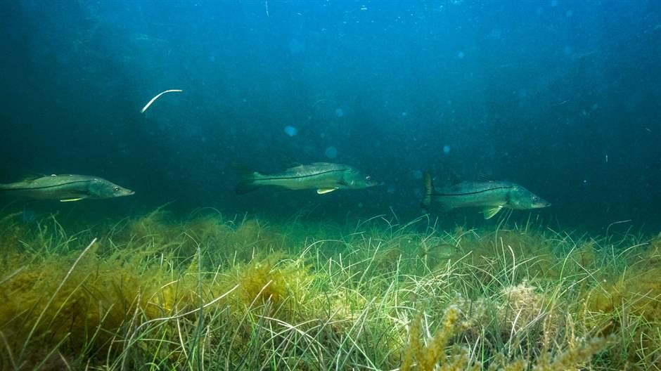 Three fish swim across a bed of seagrass. 