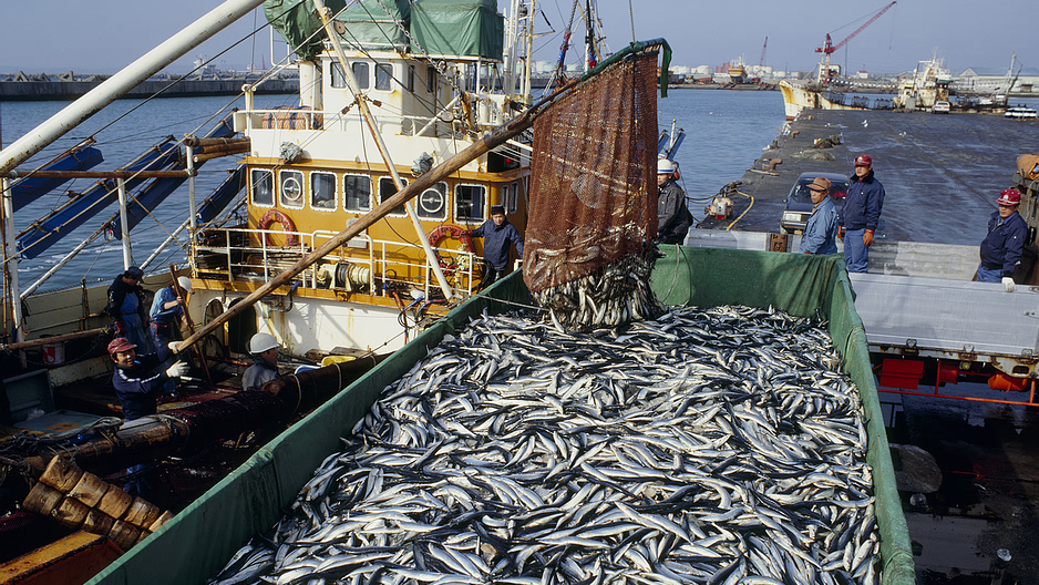 Slim, silvery fish fill a green container onboard a fishing vessel