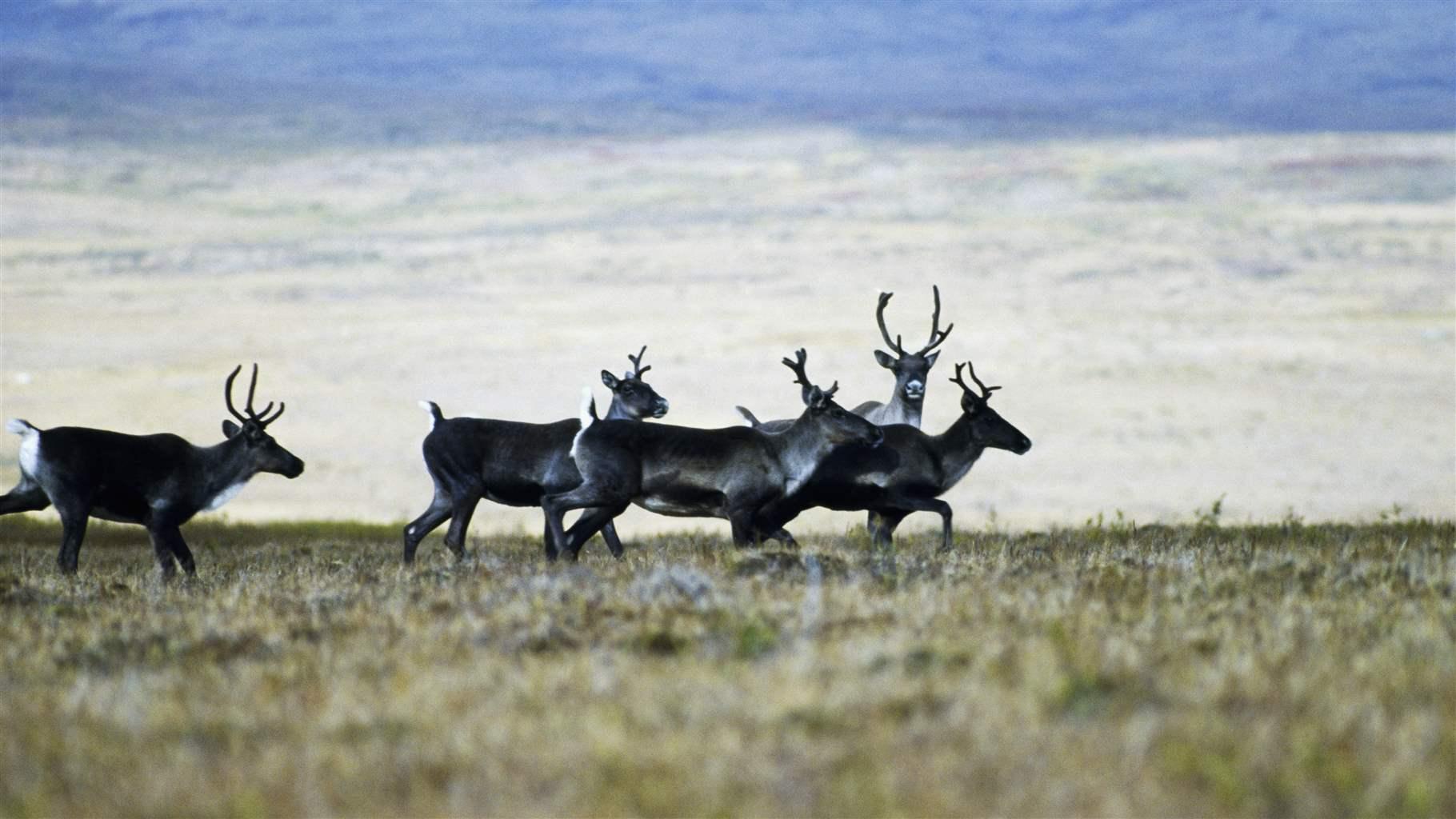 Five caribou walk together through golden prairie grasses in the Northwest Territories. One caribou with large antlers looks toward the camera.