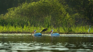 Two large pelicans with long, curved necks and large orange-yellow bills glide across a calm body of water, surrounded by lush vegetation and bathed in soft sunlight. A blue heron is visible in the background.
