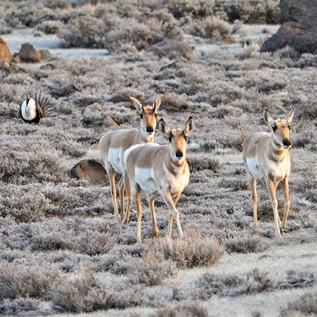 Three pronghorn walk toward the viewer across a brush-covered plain while a lone sage-grouse stands in the background.