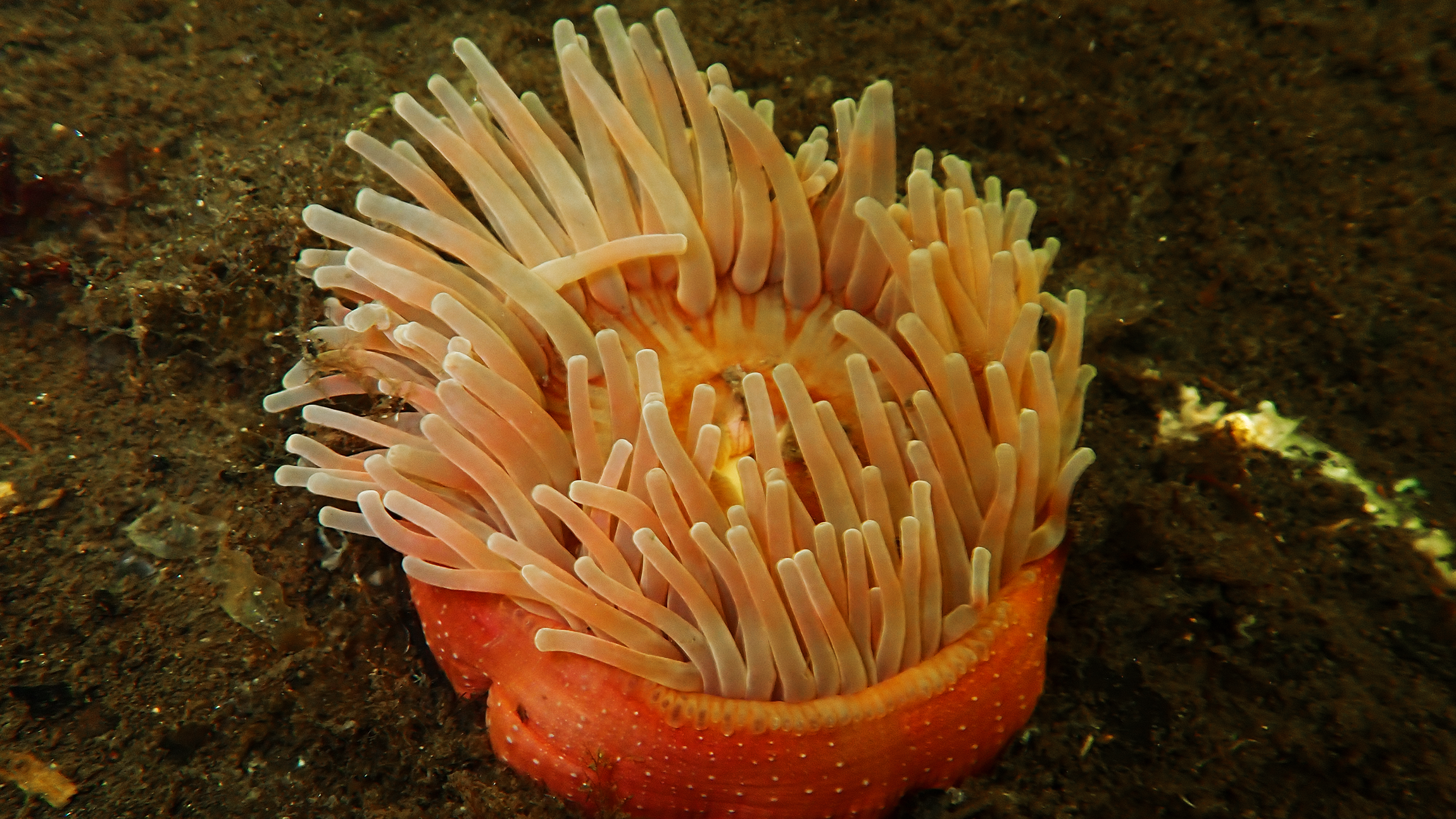 Underwater, a round anemone with a red speckled base and numerous beige-pinkish tentacles, which look like French fries, sits on a dark brown substrate.