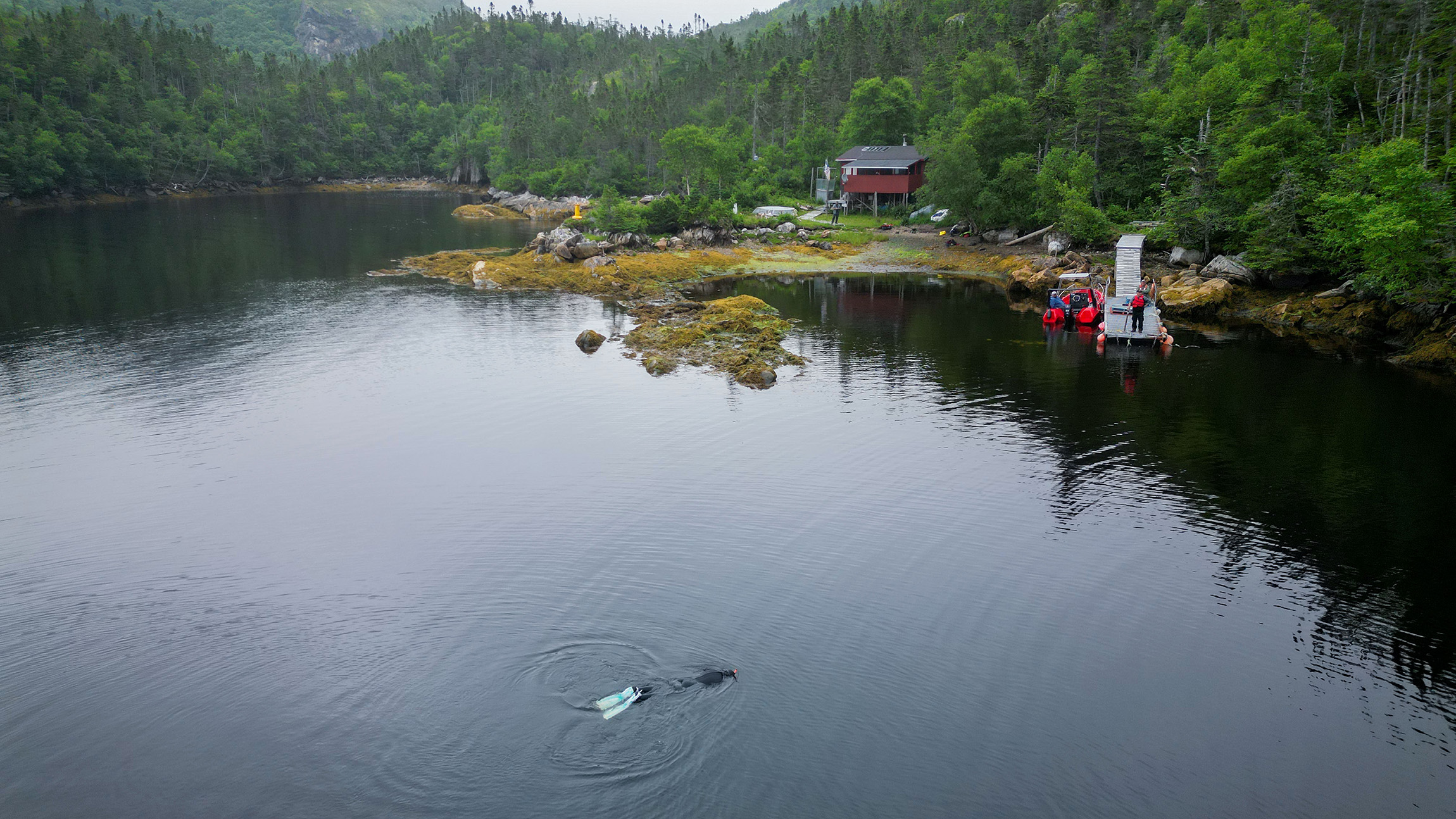 In the foreground, a snorkeler wearing fins moves at the surface of dark water. In the background, a person stands on a floating dock attached to the mossy shoreline, next to a boat, watching the snorkeler, with mist and green forested hillsides to his back.