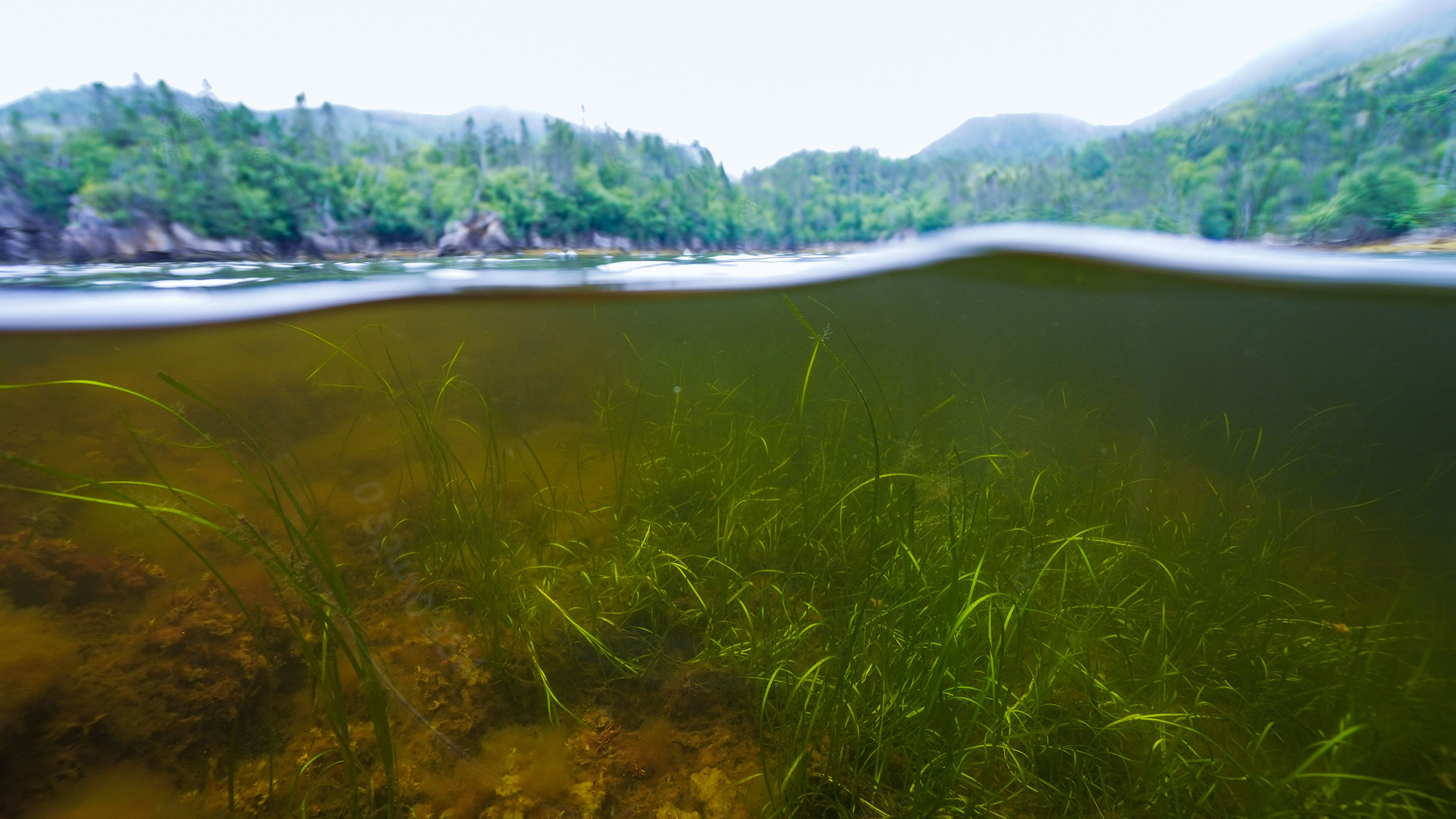 The half-underwater camera lens shows green seagrass growing in clear water out of the brown seafloor. Out of the water, a rocky and forested shoreline is visible in the background. 