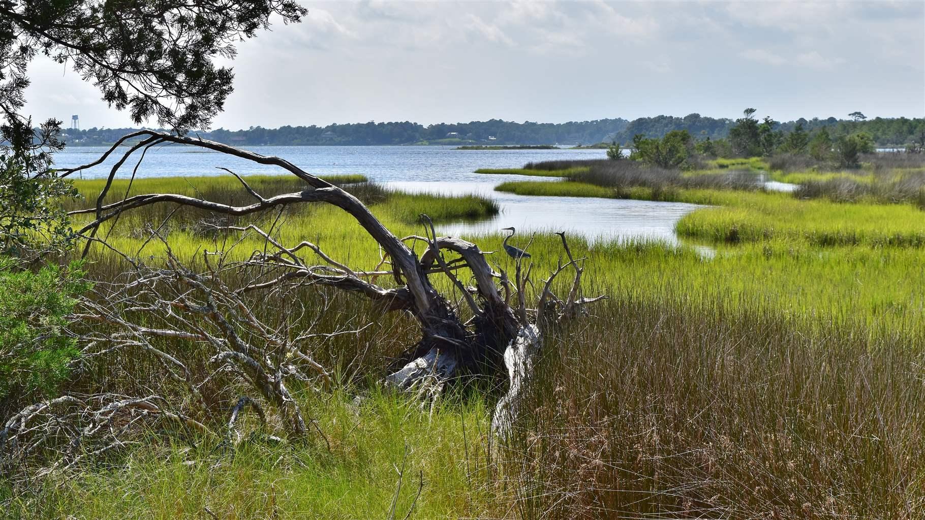 A heron stands on the decaying remnants of a tree, lying among tall grasses and reeds along the edge of a calm inlet. The water extends toward the horizon, where it meets a treed shoreline. The sky above is light gray and thick with clouds.