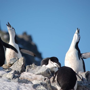 Five black-and-white penguins are gathered on ice-encrusted rocks. Three have their heads lifted in the air, with their mouths open, while the other two are looking towards the ground. The sky behind them is blue and cloudless.