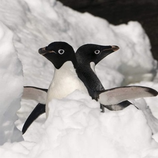 A pair of white and black Adélie penguins standing in the middle of a clump of snow face opposite directions. 
