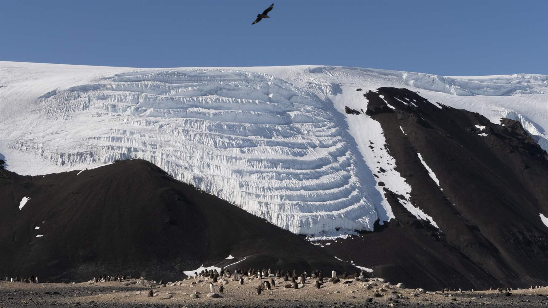 A large brown bird flies above a group of penguins that stand at the bottom of a snow-covered mountain.