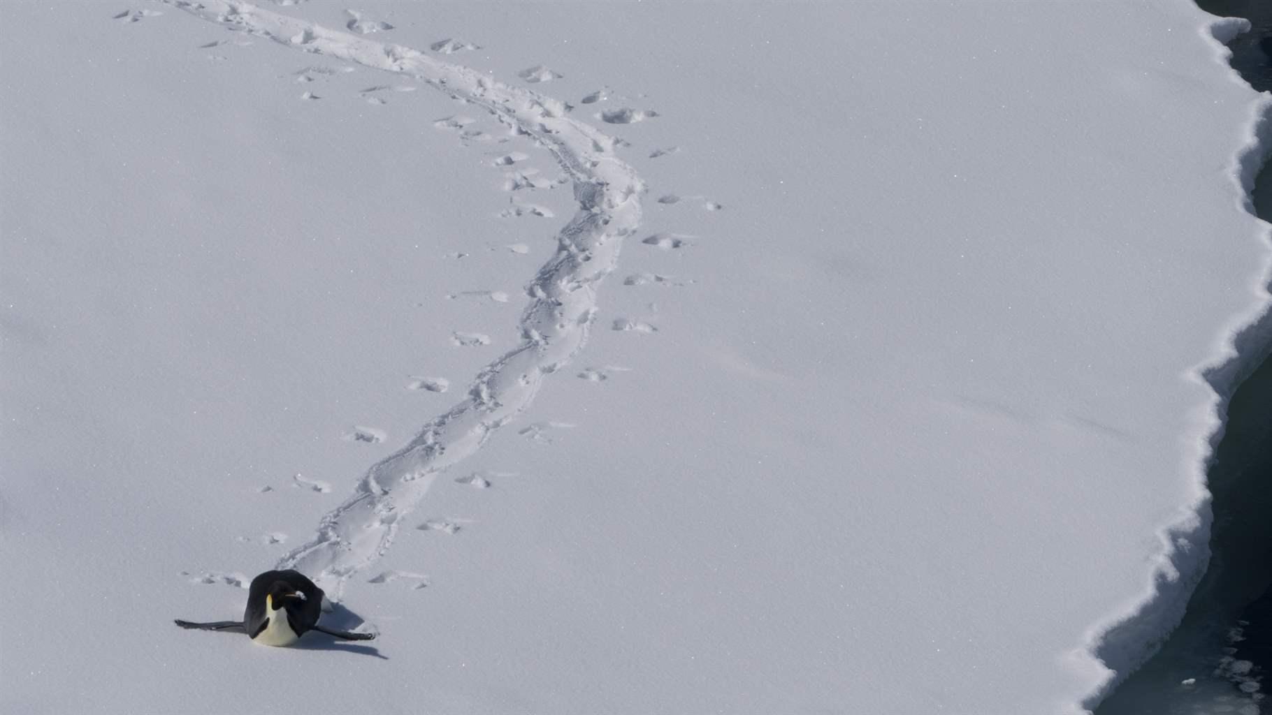 A penguin slides on its belly across a flat snowy plain, carving a path in the snow behind it.