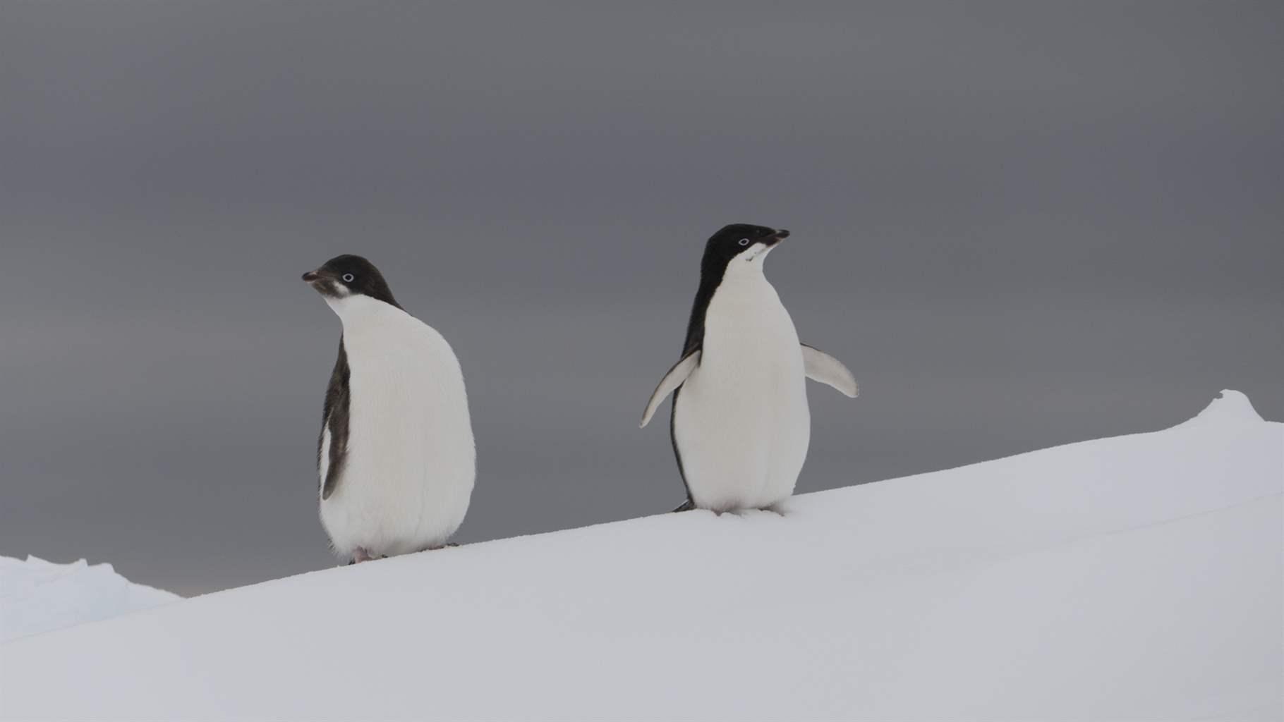 Two black-and-white penguins stand on snow next to each other.