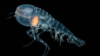 A small crustacean swims against a dark background.