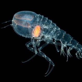 A small crustacean swims against a dark background.