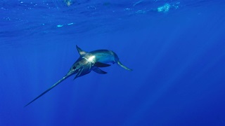 A swordfish swimming in the open ocean close to ripples on the surface.
