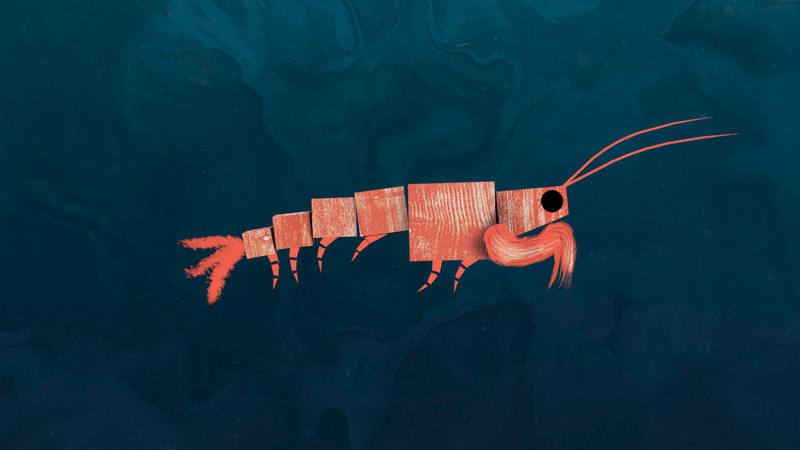 What is a keystone species, and why do they matter?