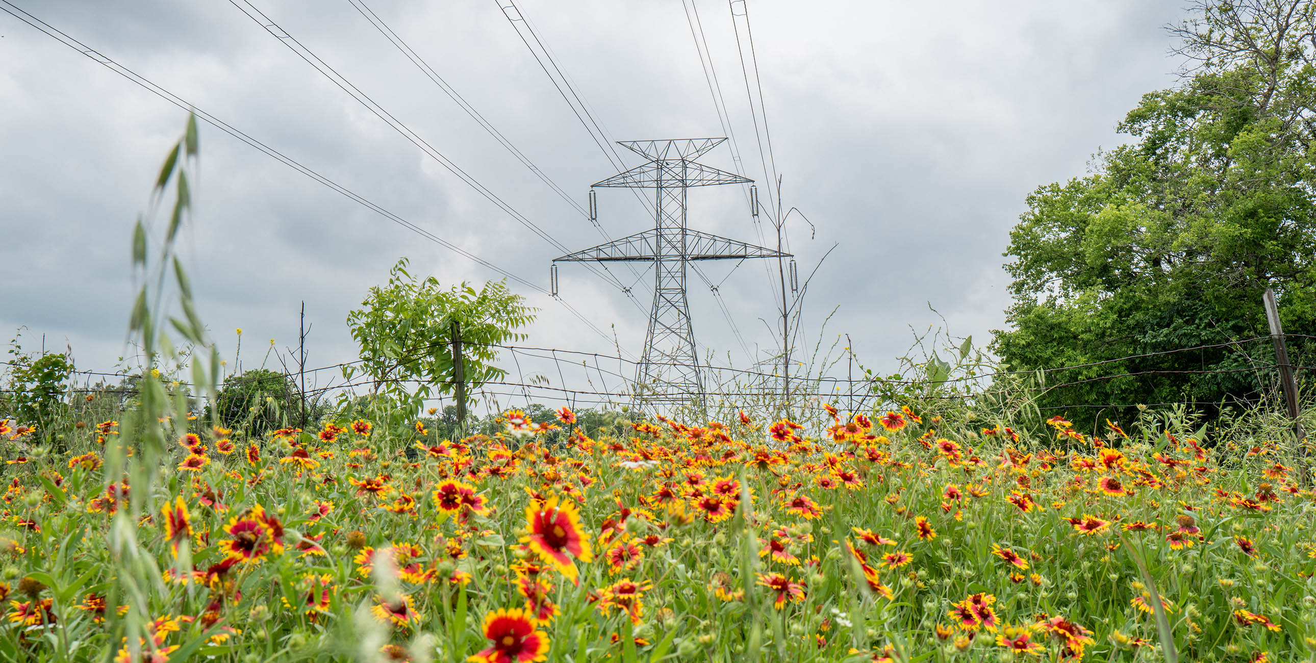 Transmission towers run alongside blooming fields.