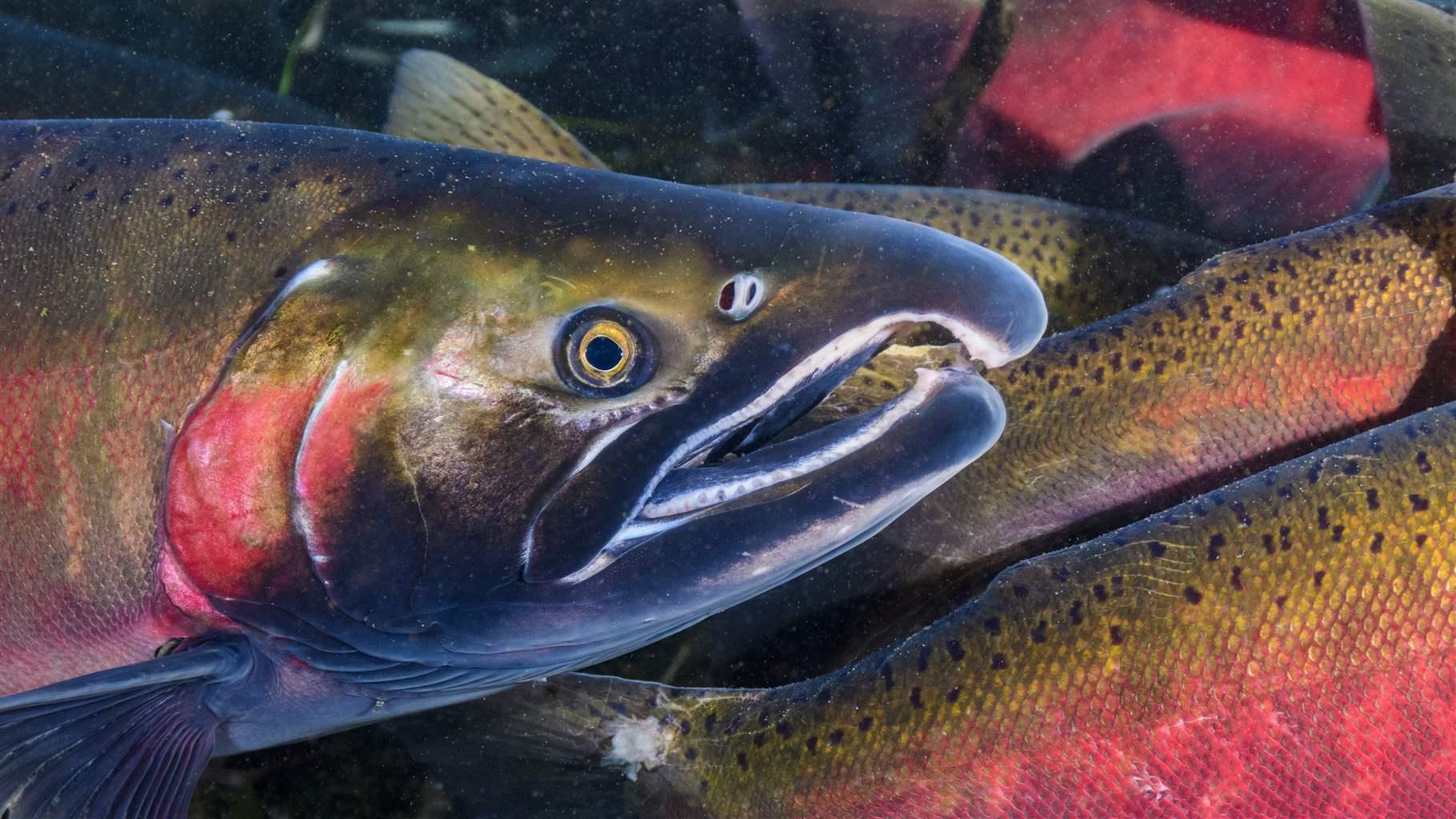 A close-up photo captures the head of a swimming salmon—with deep red, earthy green, and dark hues, accented by light freckles. The backs of numerous other salmon, all crowded together, are visible immediately behind. 