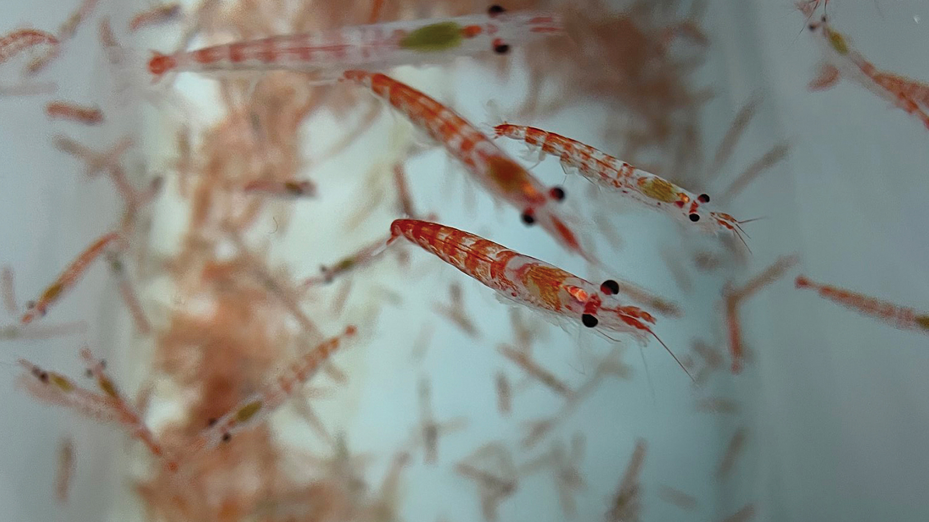 Antarctic krill swim in a holding tank aboard ship. The tiny, shrimplike creatures support the entire ecosystem of the Southern Ocean.