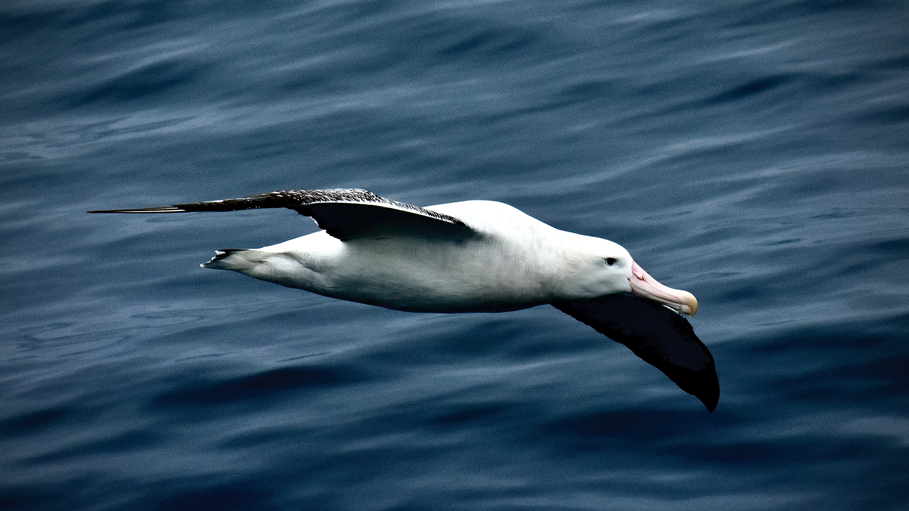 A wandering albatross, which has the largest wingspan—up to 11 feet—of any living bird, was one of many predators the researchers spotted.