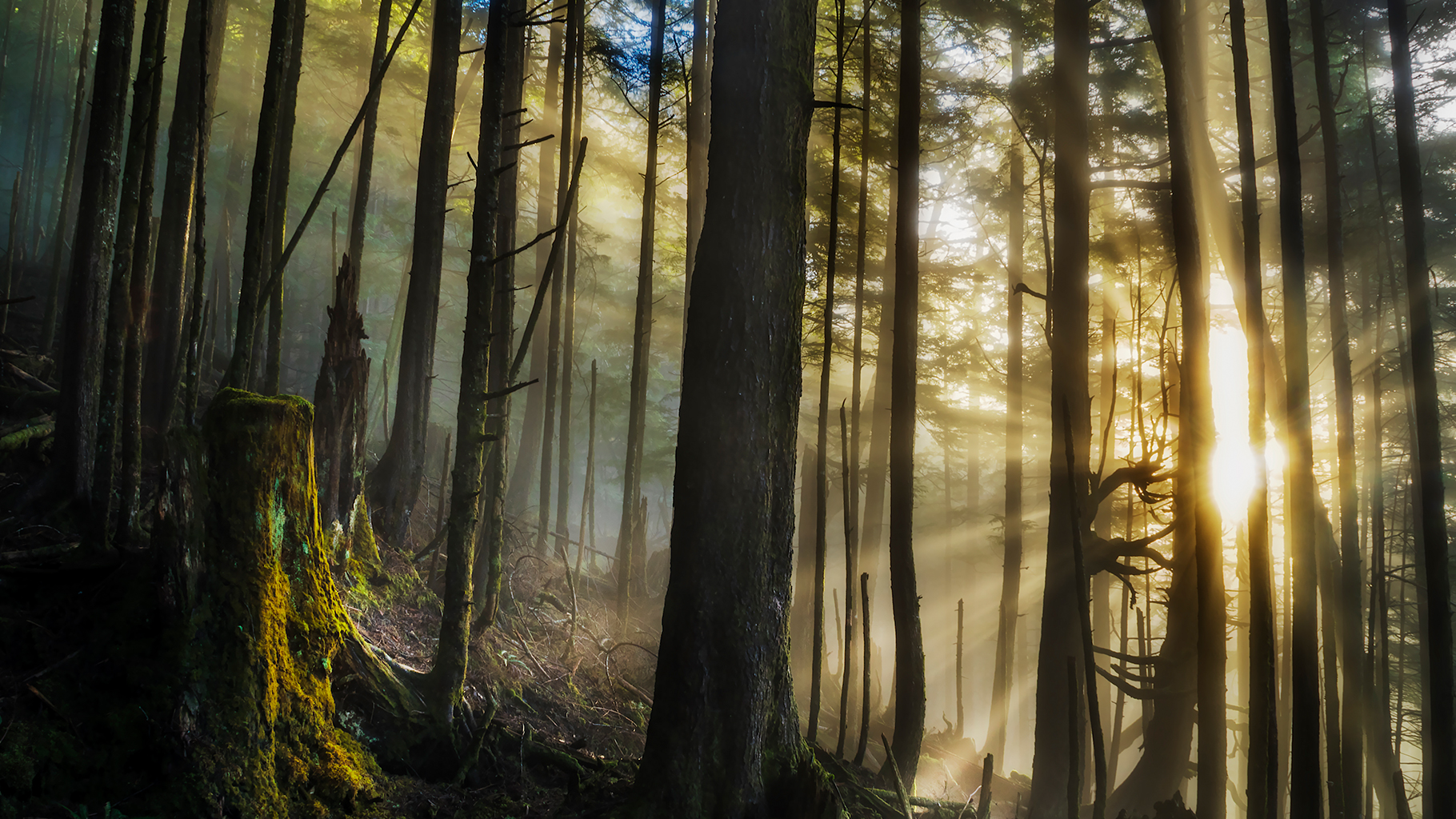 A forest at sunrise with rays of light breaking threw the mist.