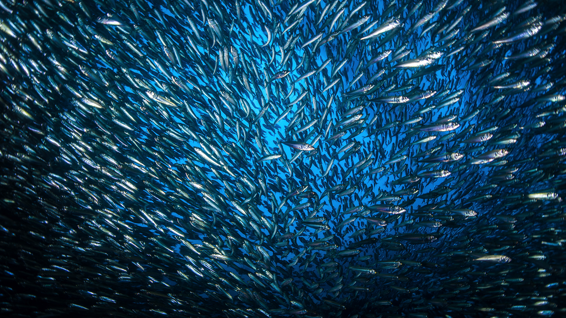 A giant school of silvery forage fish. 