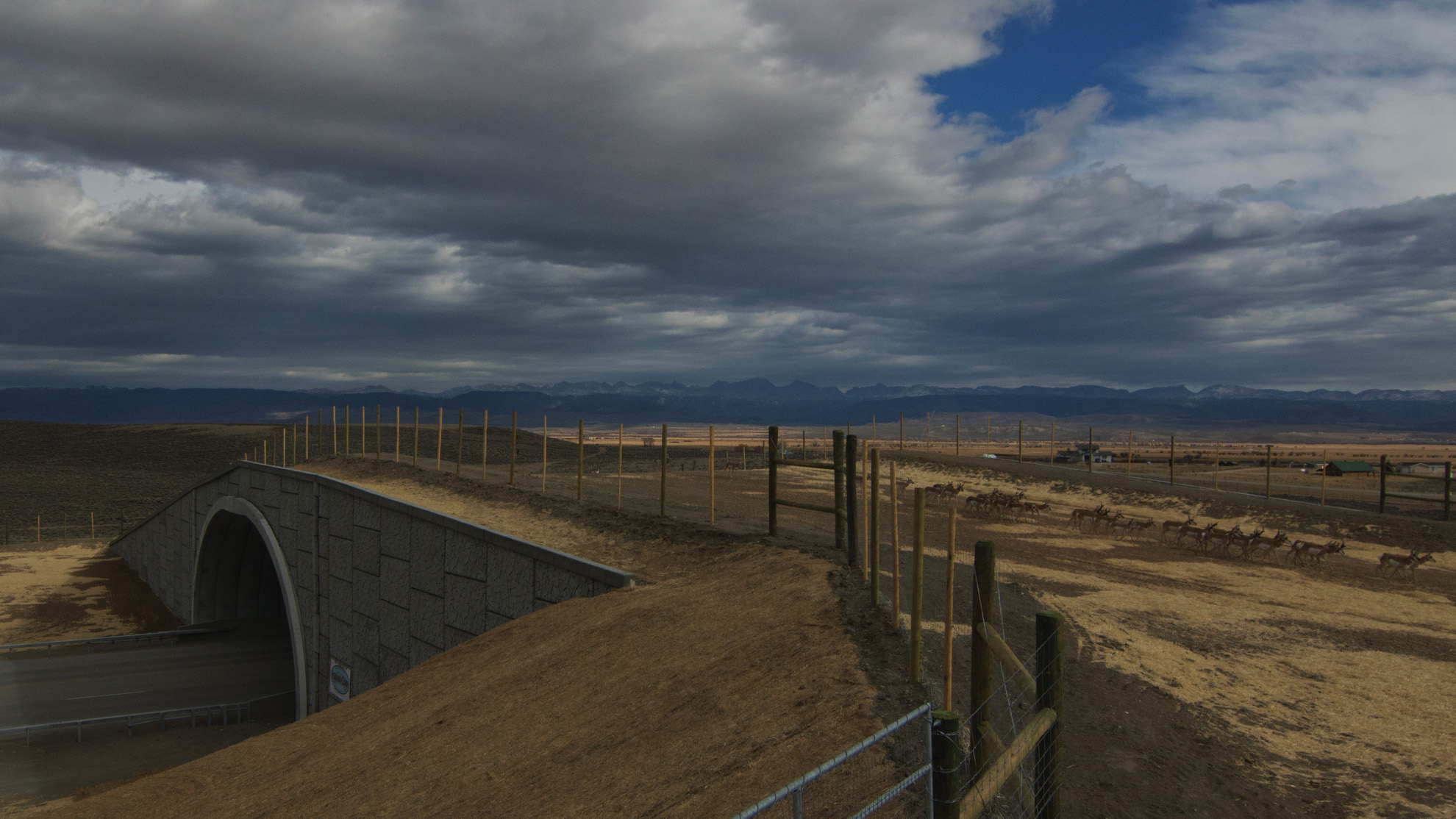 How do wildlife know to use animal bridges and crossings