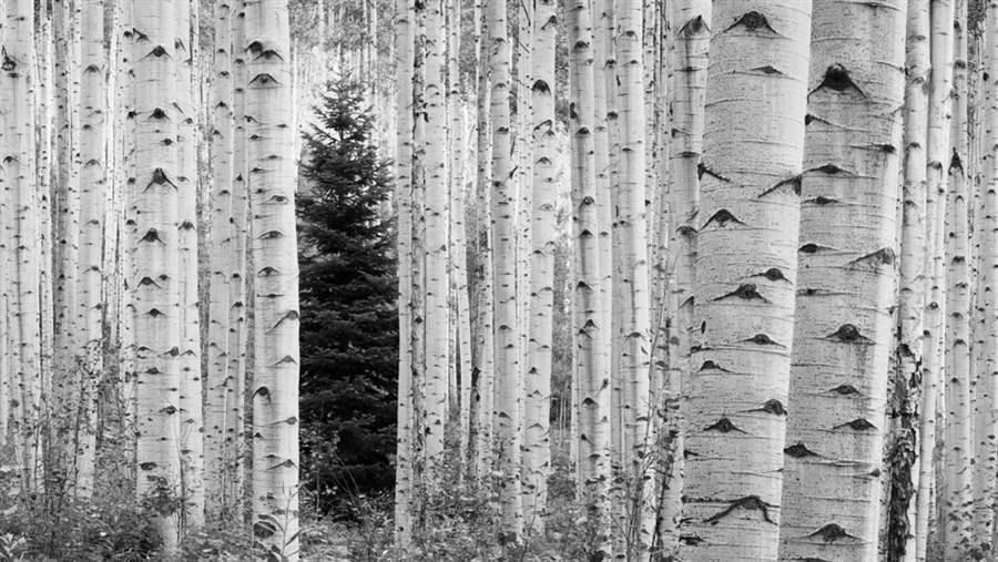 Lone Evergreen in Aspens, Maroon Bells-Snowmass Wilderness Area, Colorado.