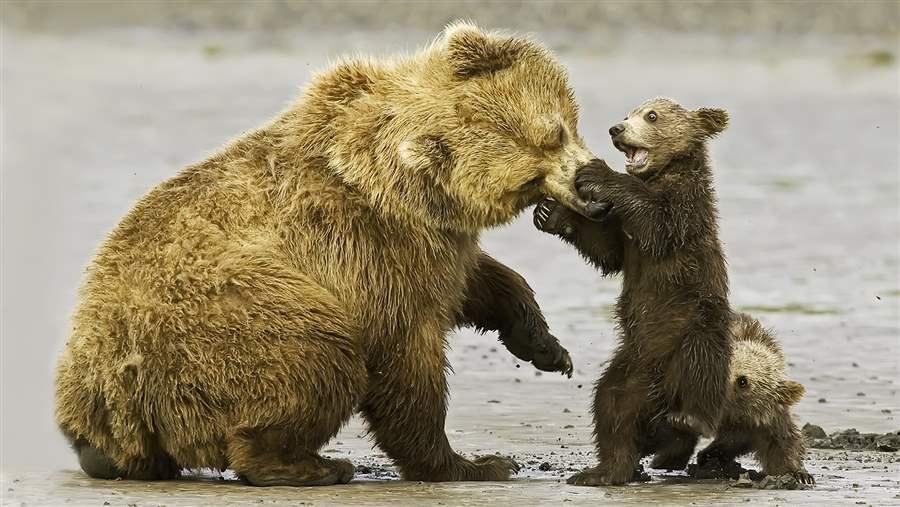 Bears on the shore of Hallo Bay in Alaska