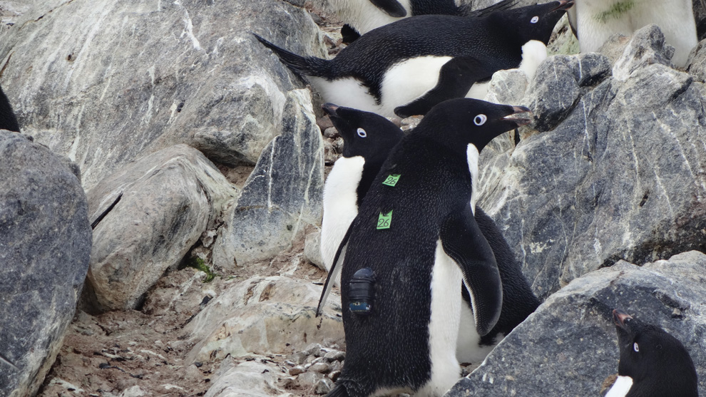 In Antarctic Scientists Capture A Penguins Eye View To Study Eating Habits The Pew Charitable Trusts