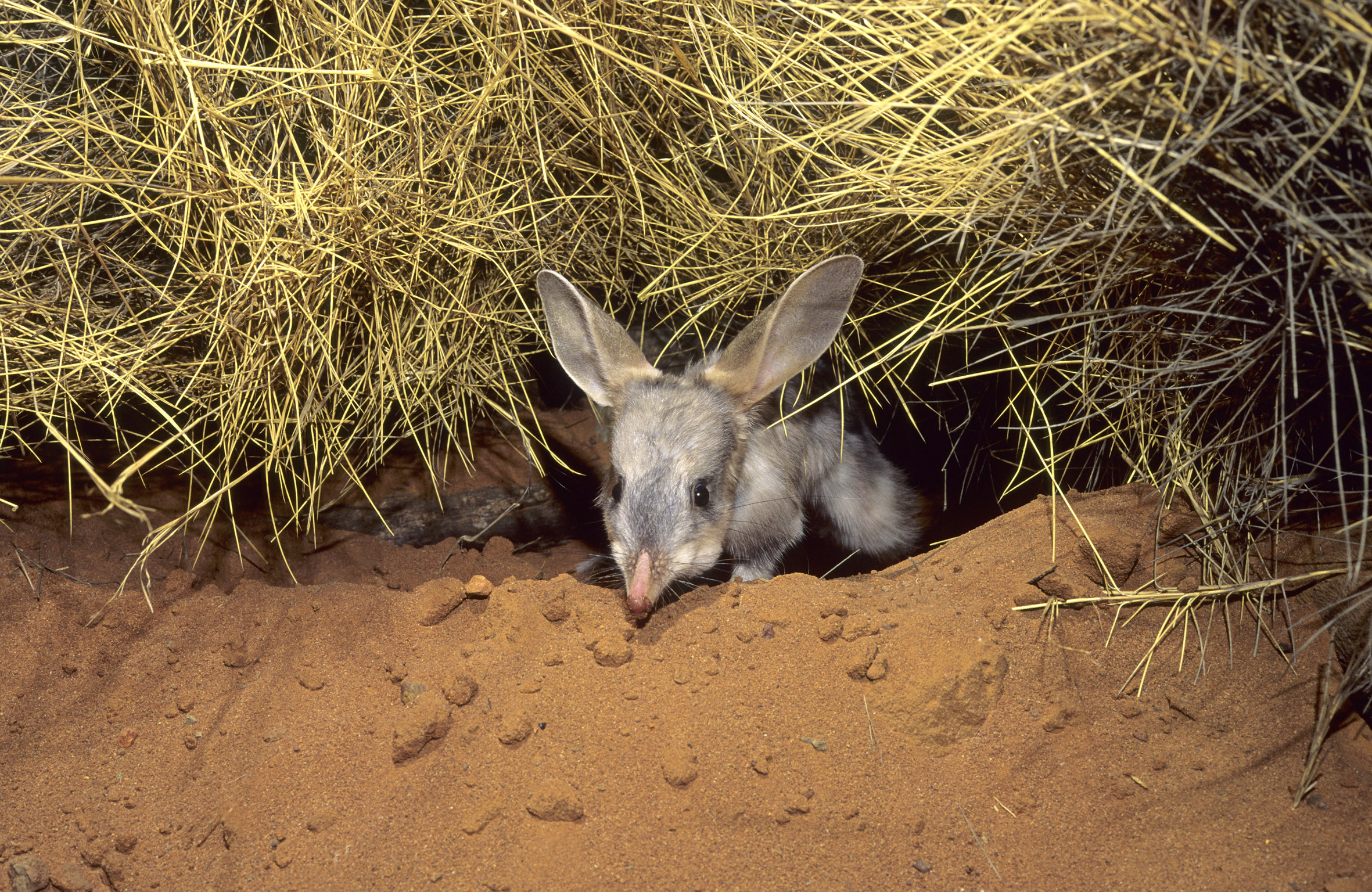 The endangered bilby population has declined significantly in Australia. 