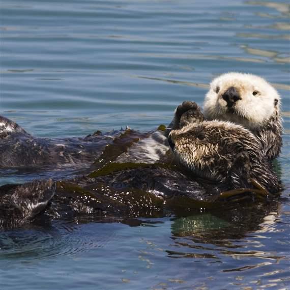 First Nations in Canada Navigate the Return of Sea Otters