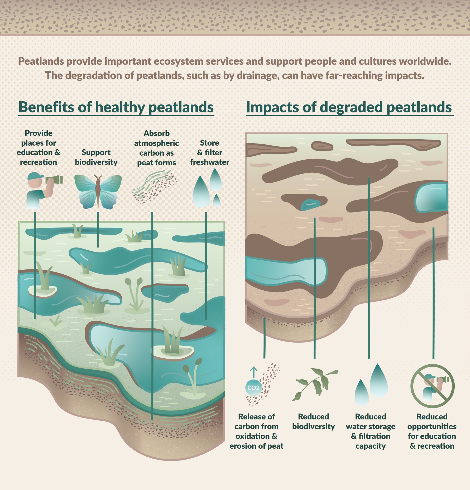 Peatlands provide important ecosystem services and support people and cultures worldwide. The degradation of peatlands, such as by drainage, can have far-reaching impacts.