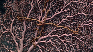 A pink sea coral made up of many branches—with a slender sea star clinging to those branches—fans out against the black backdrop of the deep ocean.