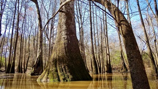 A large cypress tree, surrounded by several smaller trees, grows in the murky water of a wetland. 