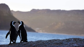 Two penguins stand side by side on a rocky surface, with the ocean and a mountain landscape visible in the distance.