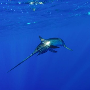 A swordfish swimming in the open ocean close to ripples on the surface.